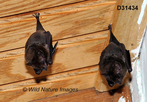 Glossophaga soricina, Pallas's Long-tongued Bat